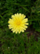Mahenza's picture